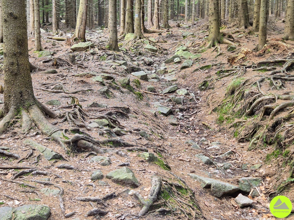 Trasa na Ostrą Małą - Rudawy Janowickie 
