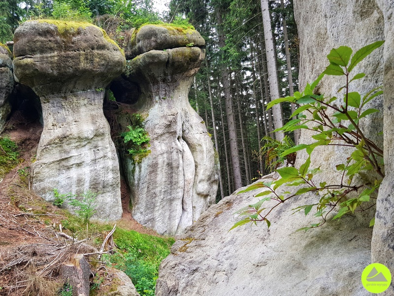 Głazy Krasnoludków – fantazyjne formy skalne w Zaworach na Dolnym Śląsku