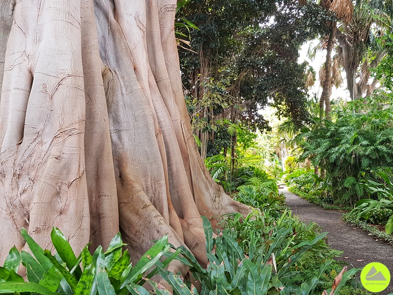 Ogród Botaniczny Puerto Teneryfa
