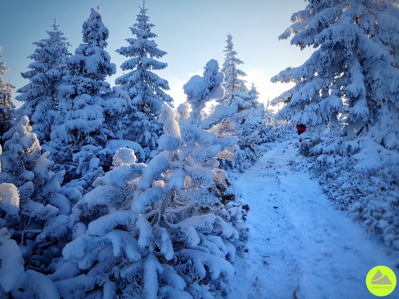 Zimowa trasa na Śnieżne Kotły z Jagniątkowa 