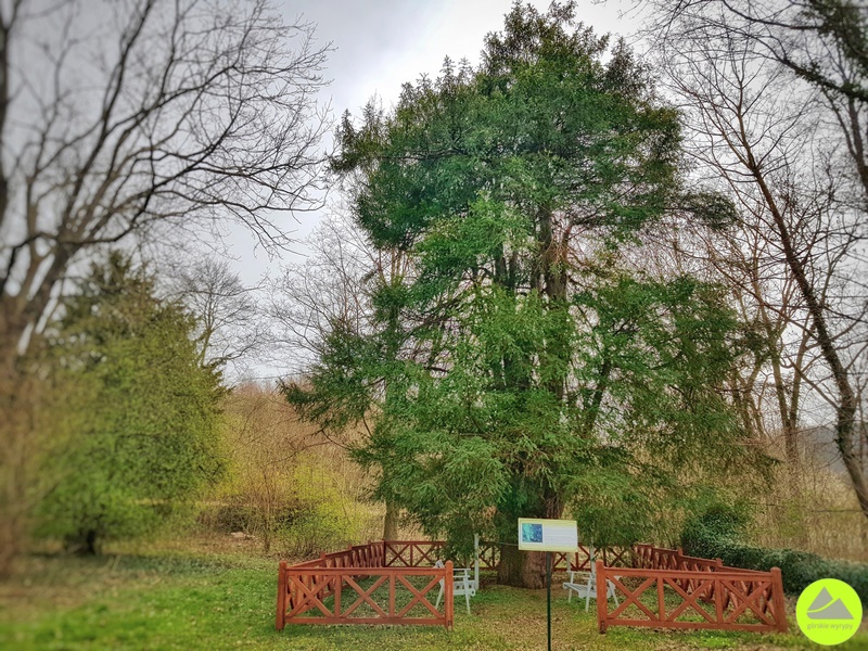 Cis z Bystrzycy - drugie najstarsze drzewo w Polsce