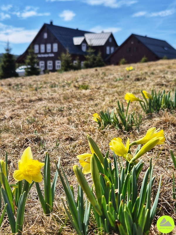 Jizerka - żonkile - Górskie Wyrypy 