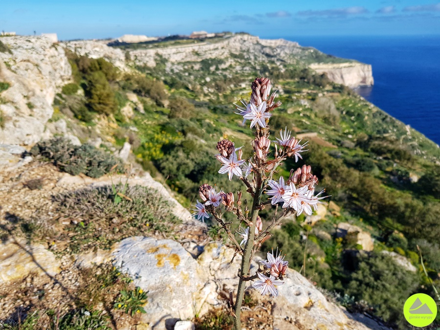 Trasa na Dingli Cliffs na Malcie