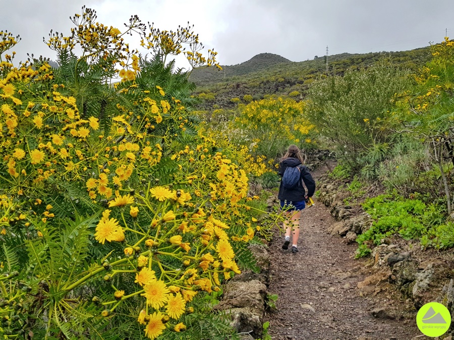 Szlak Santiago del Teide - Chinyero na Teneryfie