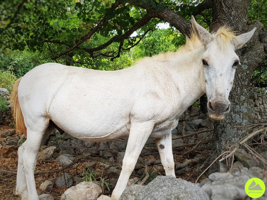 Góry Dynarskie, Góry Welebit, Chorwacja