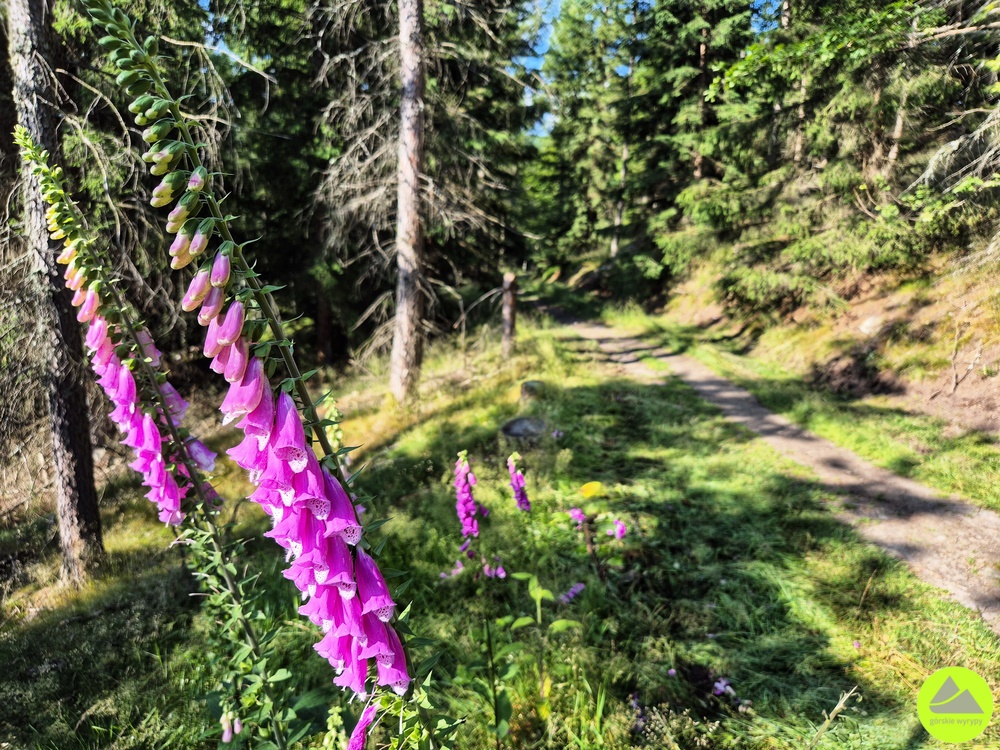 Trasa Wieża widokowa Czerniawska Kopa