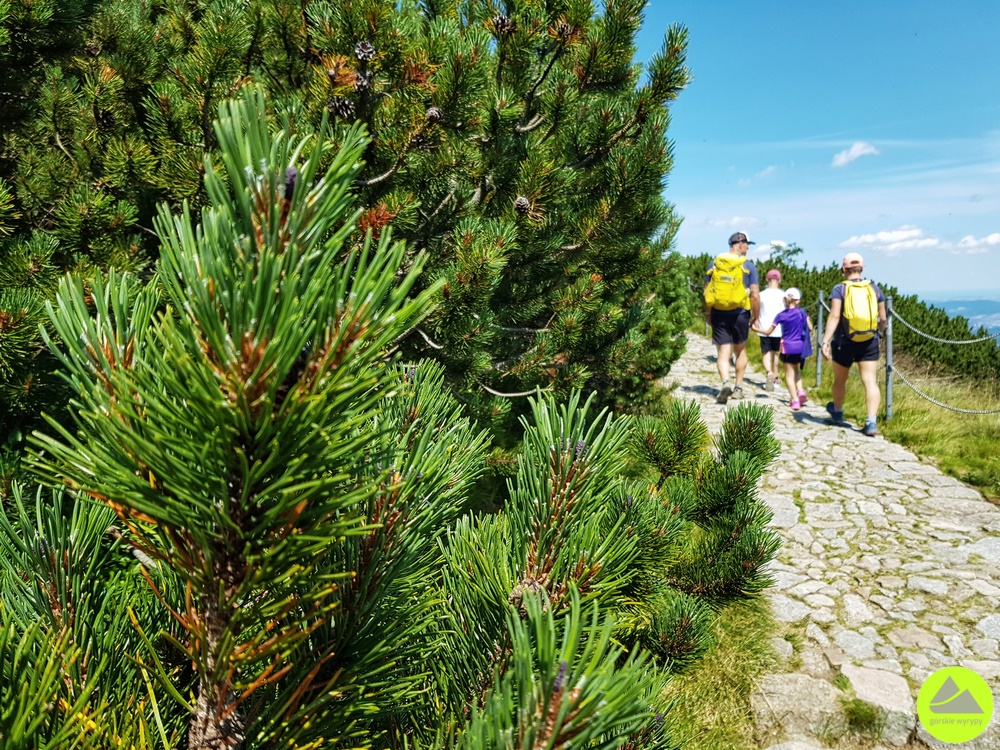 Czerwony szlak grzbietowy w Karkonoszach 