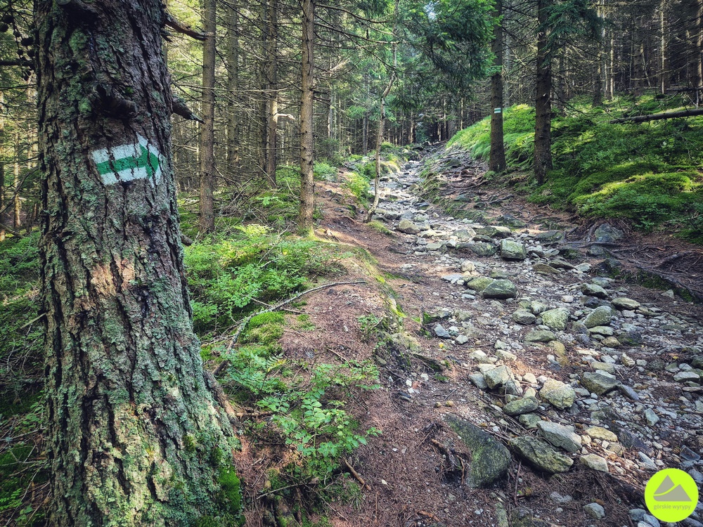 Budniki w Karkonoszach - szlak 