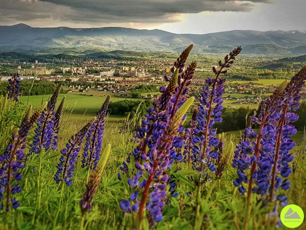 Góra Szybowcowa w Górach Kaczawskich - Górskie Wyrypy