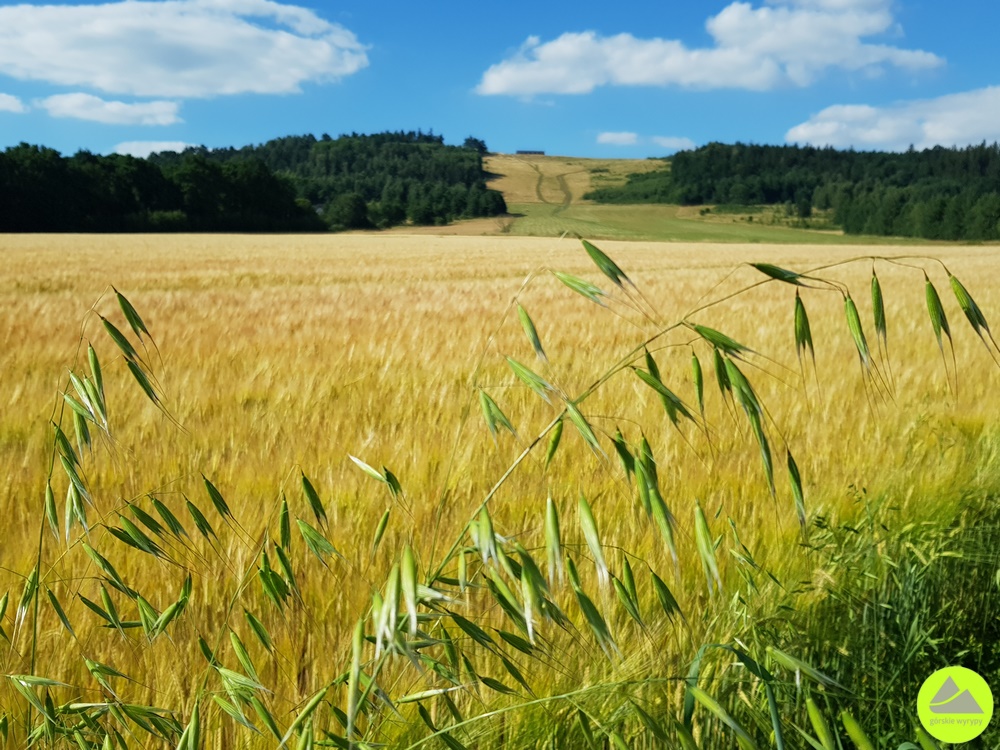 Góra Szybowcowa w Górach Kaczawskich - Górskie Wyrypy