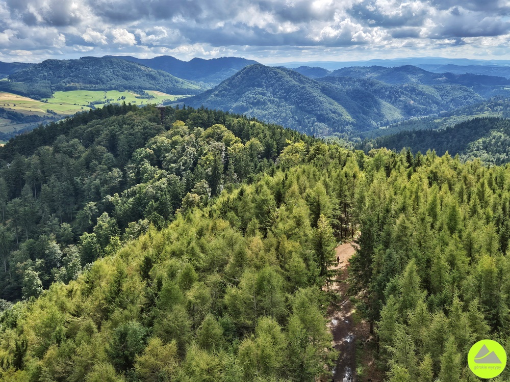 Wieża widokowa na Dzikowcu Wielkim 