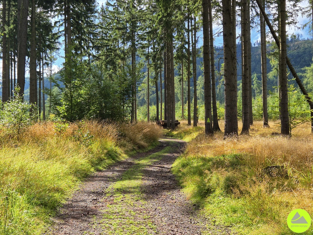 Trasa na Dzikowiec Wielki