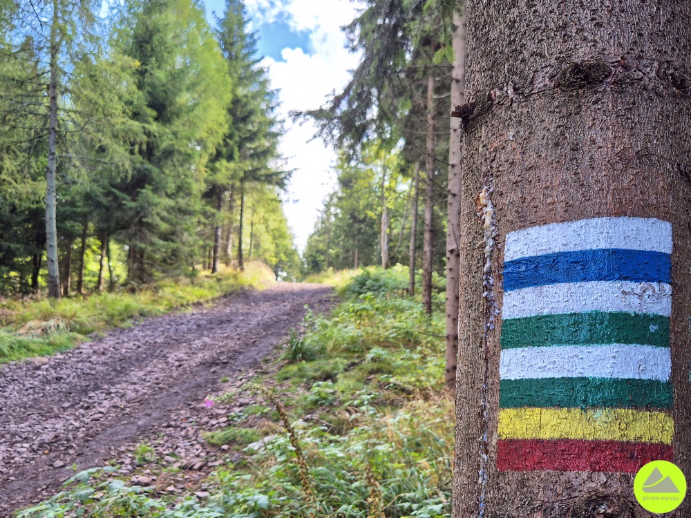 Nowa wieża widokowa na Dzikowcu Wielkim - trasa