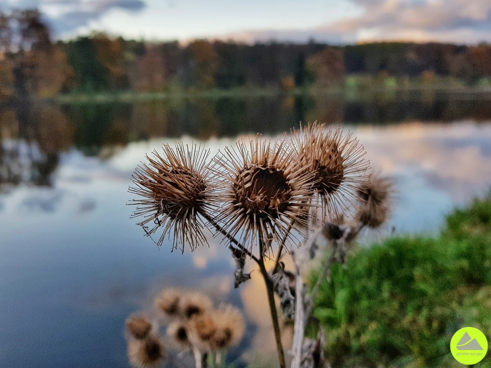 Park krajobrazowy w Bukowcu 