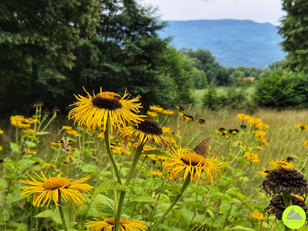 Park krajobrazowy w Bukowcu 