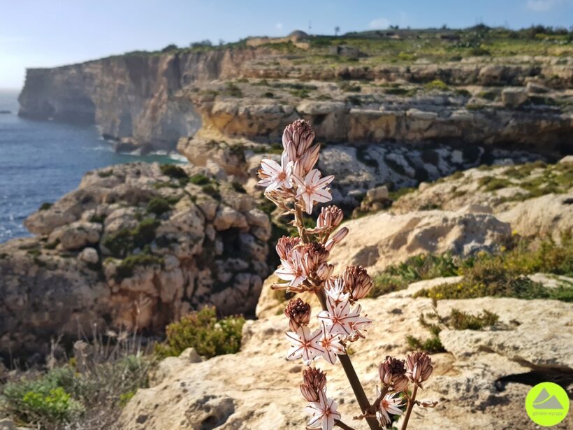Klify przy jaskini Għar Ħasan na Malcie