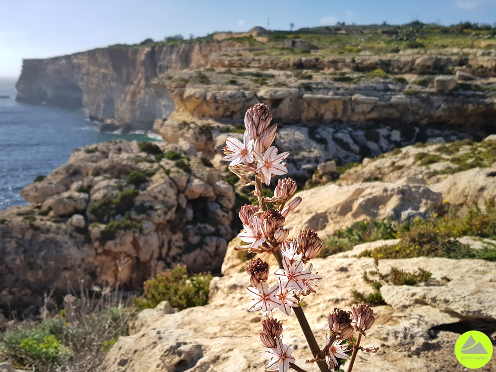 Klify przy jaskini Għar Ħasan na Malcie