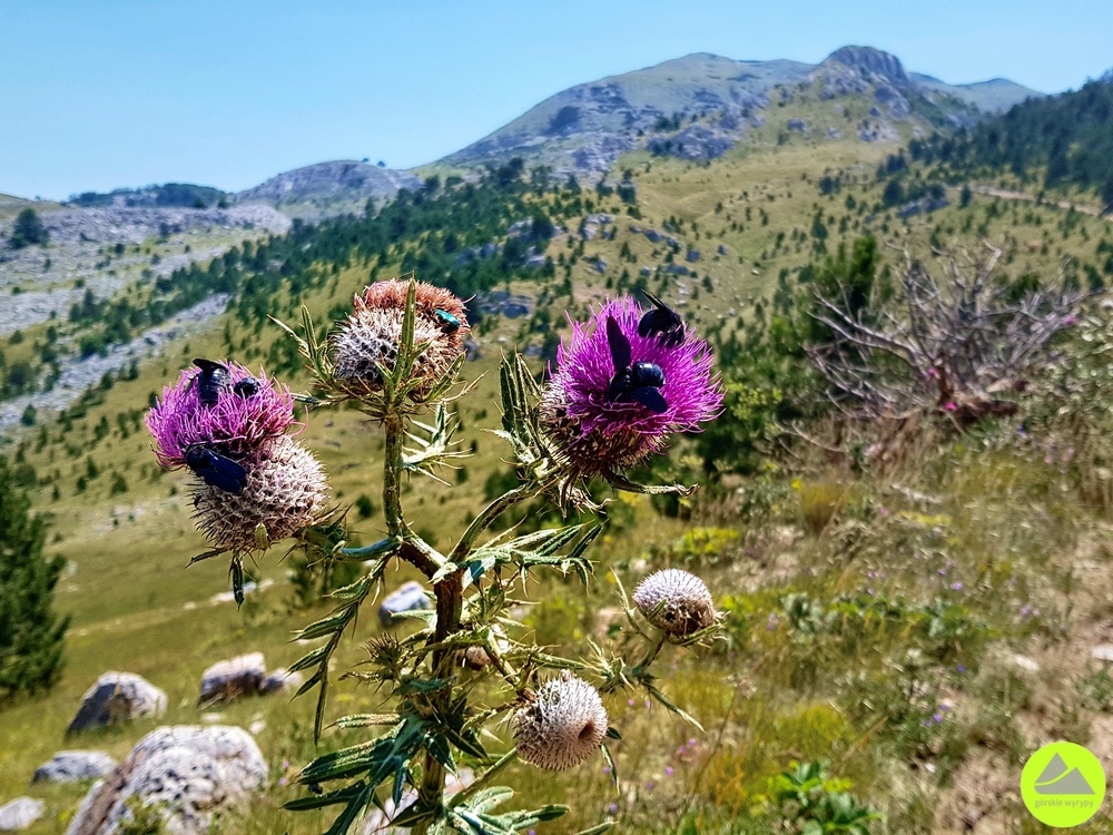 Dinara - Chorwacja - Góry Dynarskie - Górskie Wyrypy