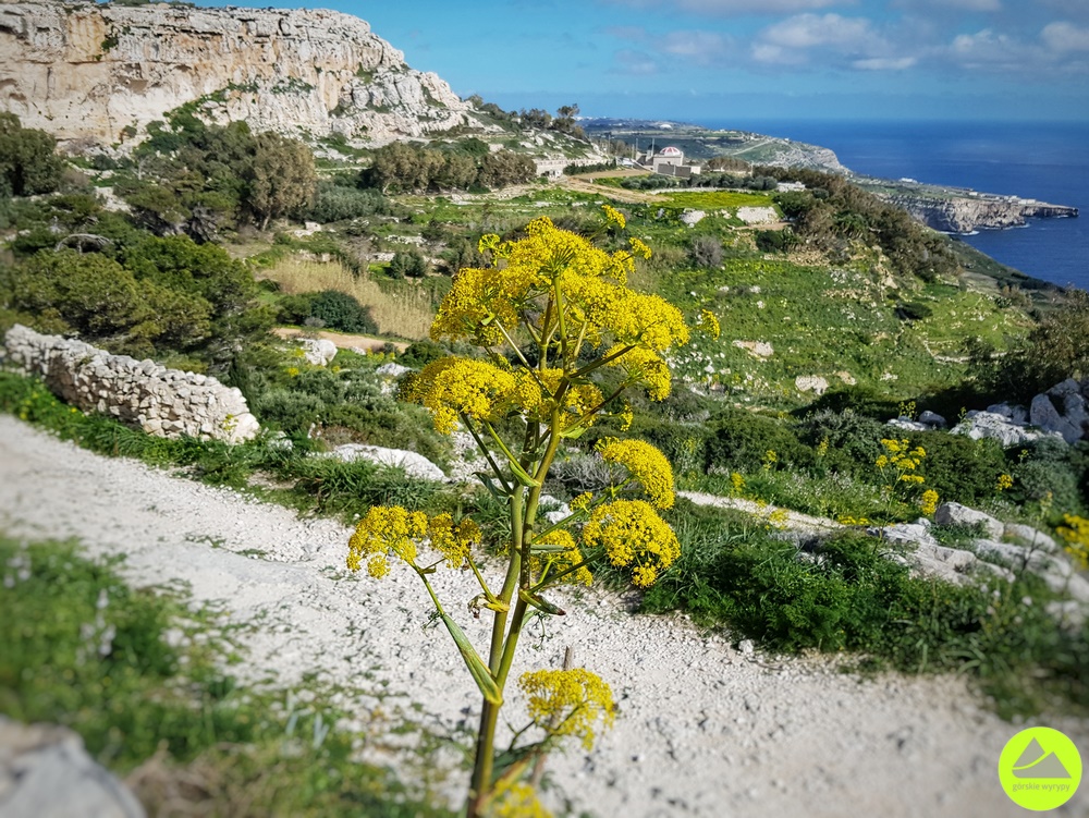 Malta na piechotę - wędrówka Klify Dingli 