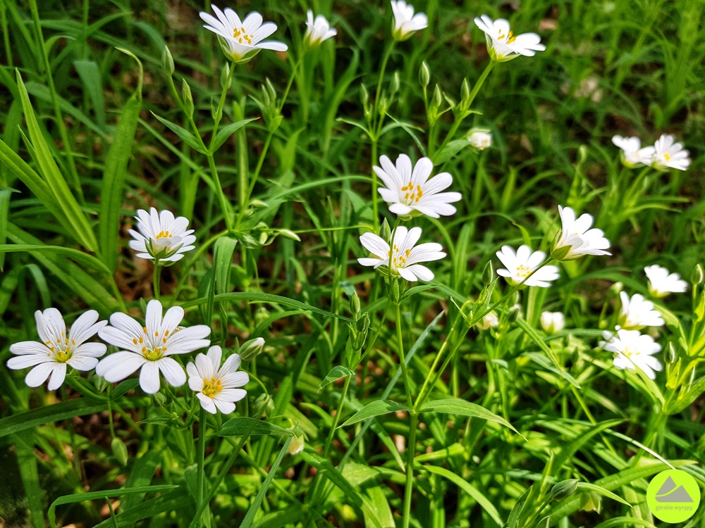 Park Krajobrazowy Doliny Bobru 