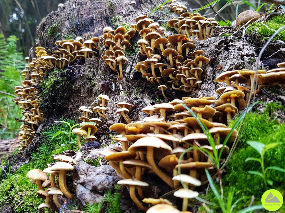 Wędrówka w Dolinie Bobru 