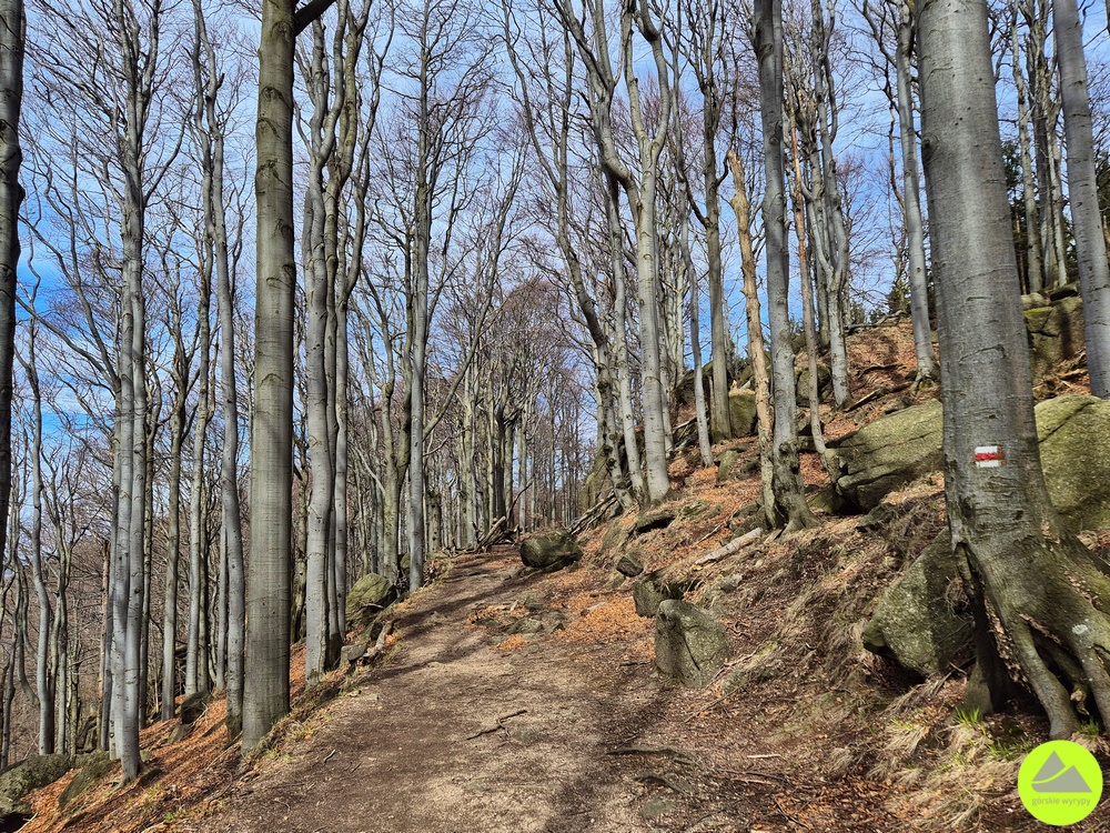 Jizerskohorské bučiny 