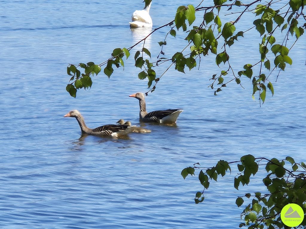 Ptaki wodne - Stawy Podgórzyńskie